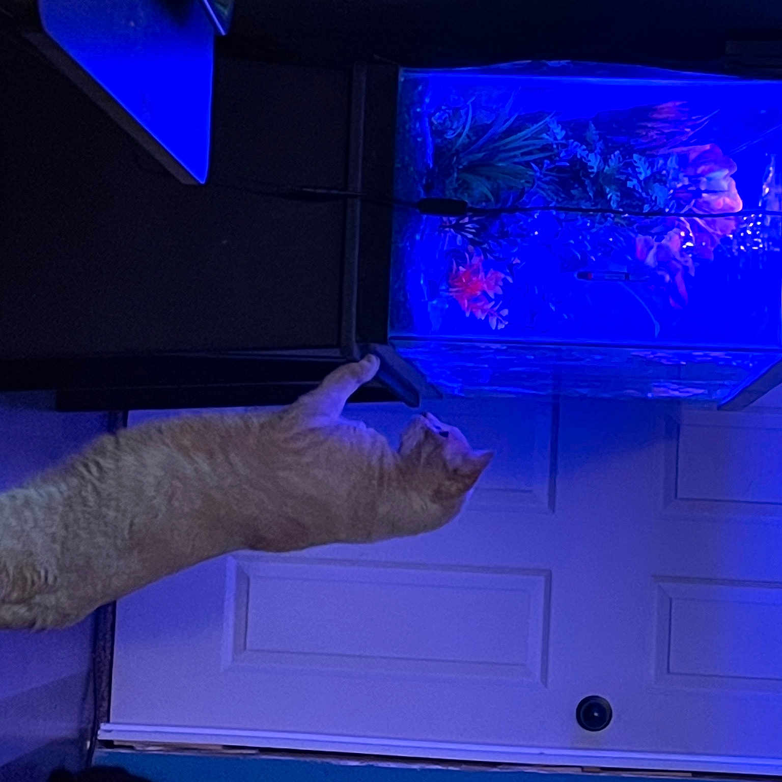 Finn