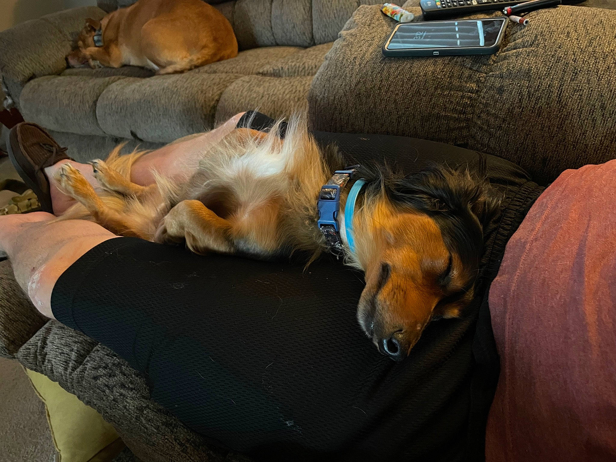 Zakk is registered to the contest to win money with this photo: bag, canidae, carnivore, clock, comfort, companion_dog, couch, dog, dog_breed, dog_supply, fawn, fur, human_leg, lap, linens, nap, sleep, sporting_group, terrier, toy_dog