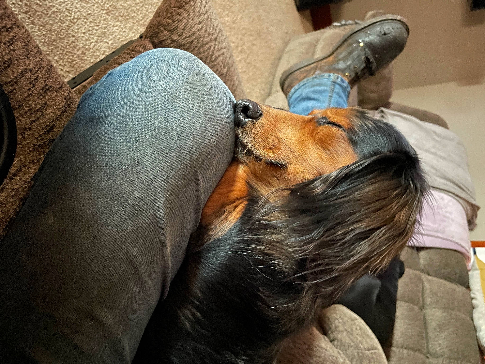 Zakk is registered to the contest to win money with this photo: canidae, carnivore, comfort, companion_dog, dog, dog_breed, ear, fawn, felidae, fur, human_leg, knee, medical_equipment, nap, service, sleep, snout, sporting_group, thigh, whiskers