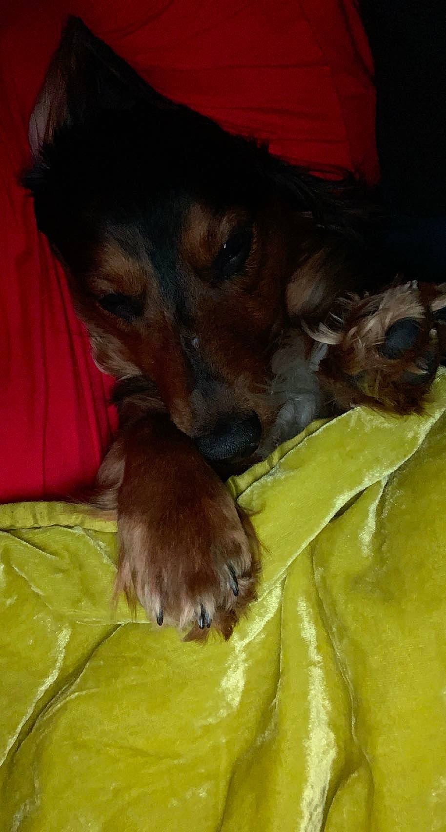 Zakk is registered to the contest to win money with this photo: canidae, carnivore, comfort, companion_dog, dog, dog_breed, ear, fawn, fur, guard_dog, liver, snout, sporting_group, terrestrial_animal, whiskers, working_animal