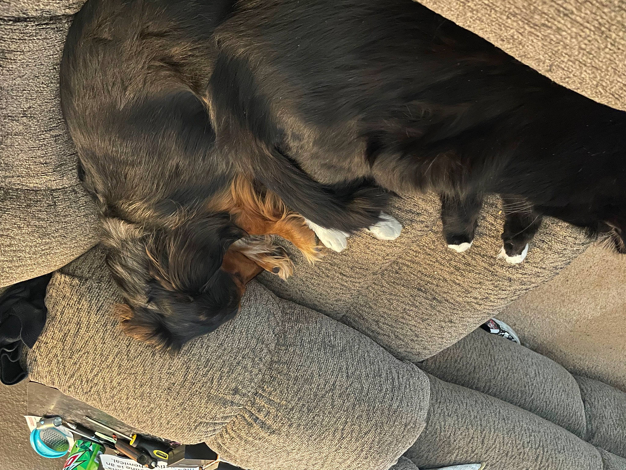 Zakk joined the competition — help win amazing prizes! carnivore, comfort, dog, dog_breed, fawn, foot, fur, gesture, grey, human_leg, liver, organism, paw, snout, sporting_group, tail, terrestrial_animal, whiskers, working_animal, wrinkle