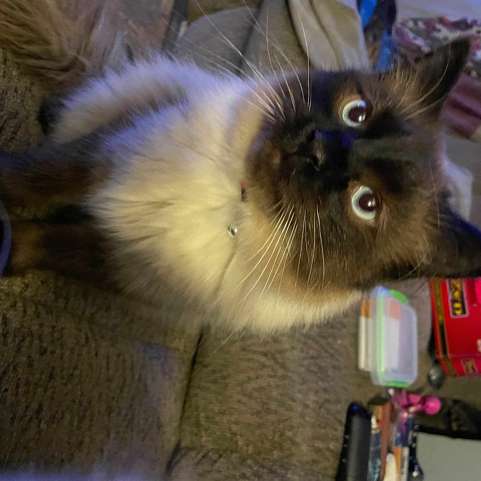 Tyr is registered to the contest to win money with this photo: balinese, birman, box, carnivore, cat, claw, domestic_short_haired_cat, fawn, felidae, fur, paw, ragdoll, siamese, small_to_medium_sized_cats, snout, tail, thai, tonkinese, whiskers