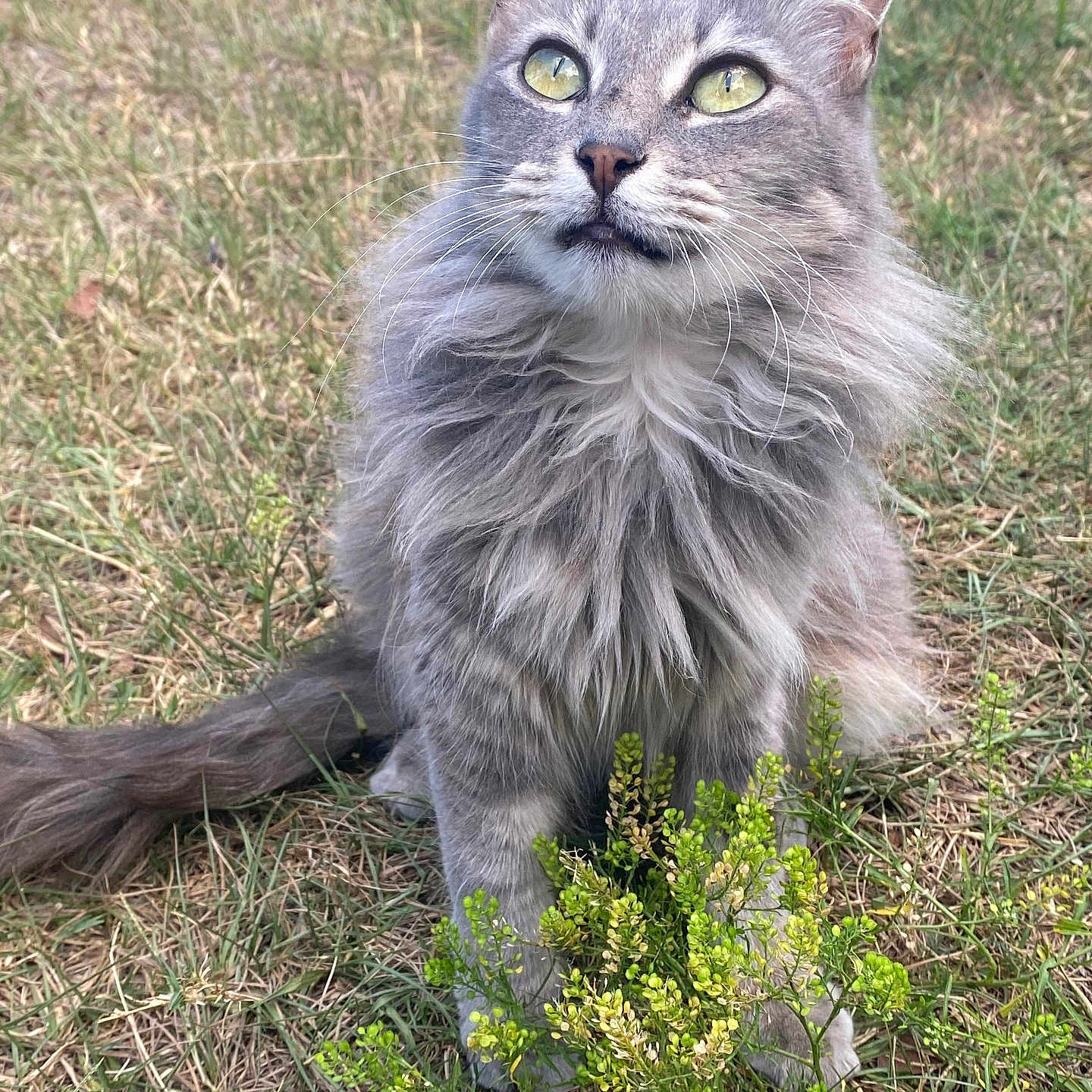 Sugar is registered to the contest to win money with this photo: abyssinian, angora, animal, cat, field, flower, grass, grassland, herbal, herbs, kitten, lawn, manx, moss, nature, outdoors, pet, plant, vegetation, yard