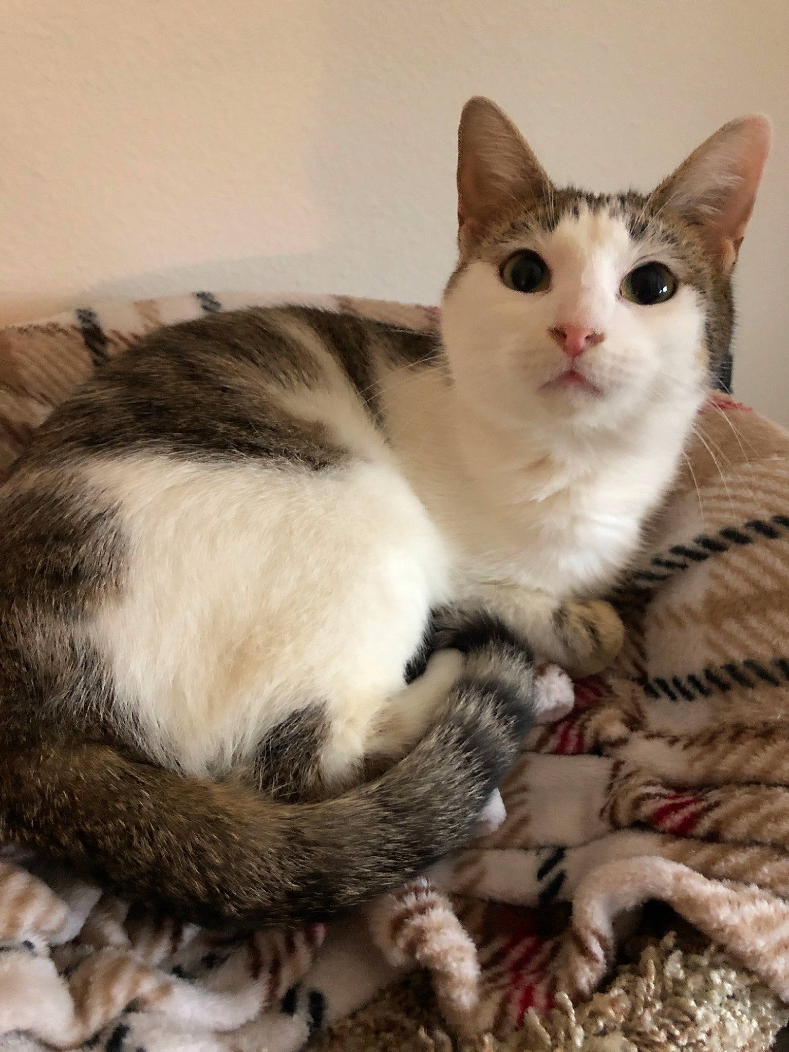 Lucy is registered to the contest to win money with this photo: aegean_cat, american_wirehair, arabian_mau, asian, carnivore, cat, domestic_short_haired_cat, european_shorthair, felidae, german_rex, kitten, mammal, oriental_longhair, person, small_to_medium_sized_cats, vertebrate, whiskers