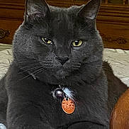 Harper is registered to the contest to win money with this photo: animal, bed, bell, blanket, cat, closeup, collar, eyes, feline, furniture, gray_cat, indoor, owl_decoration, pet, portrait, relaxed, resting, tag, whiskers, wooden