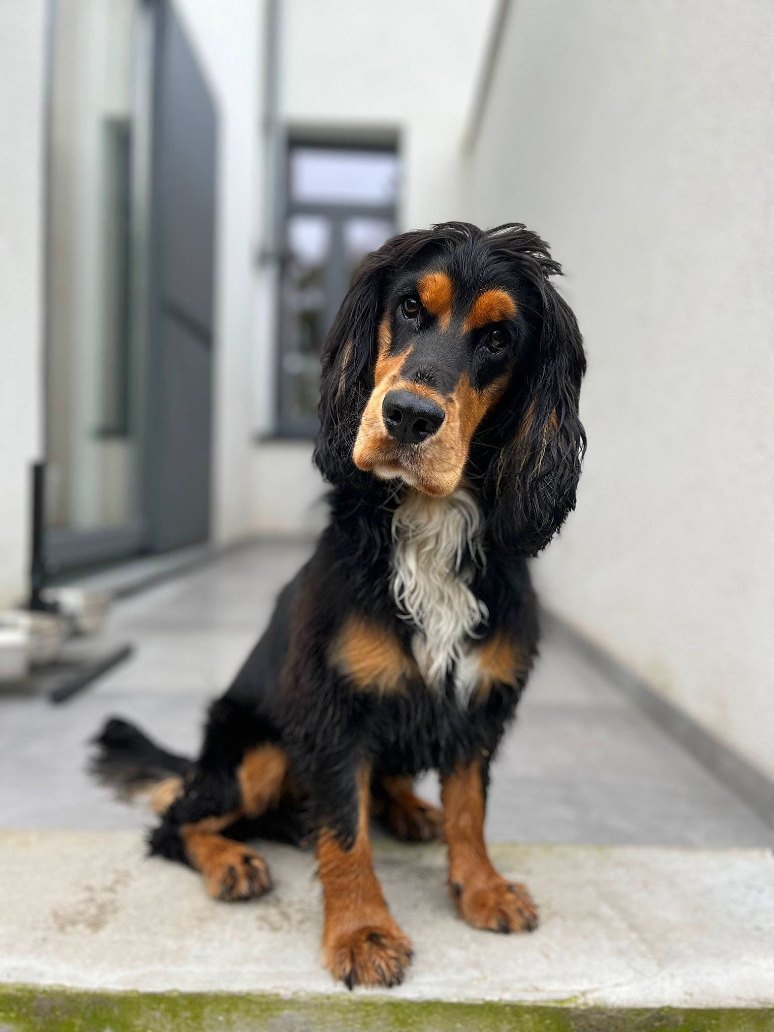 Volt a rejoint le concours — aidez-le/la à gagner de superbes lots ! biting, canidae, carnivore, companion_dog, dog, dog_breed, door, fur, king_charles_spaniel, sporting_group, terrestrial_animal, working_dog