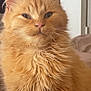 Cahuet participe au concours pour gagner de l'argent avec cette photo : cat, orange_cat, fluffy, pet, indoor, closeup, feline, whiskers, ears, fur, muzzle, animal, cute, portrait, sitting, domestic_animal, relaxed, face, nose, eyes