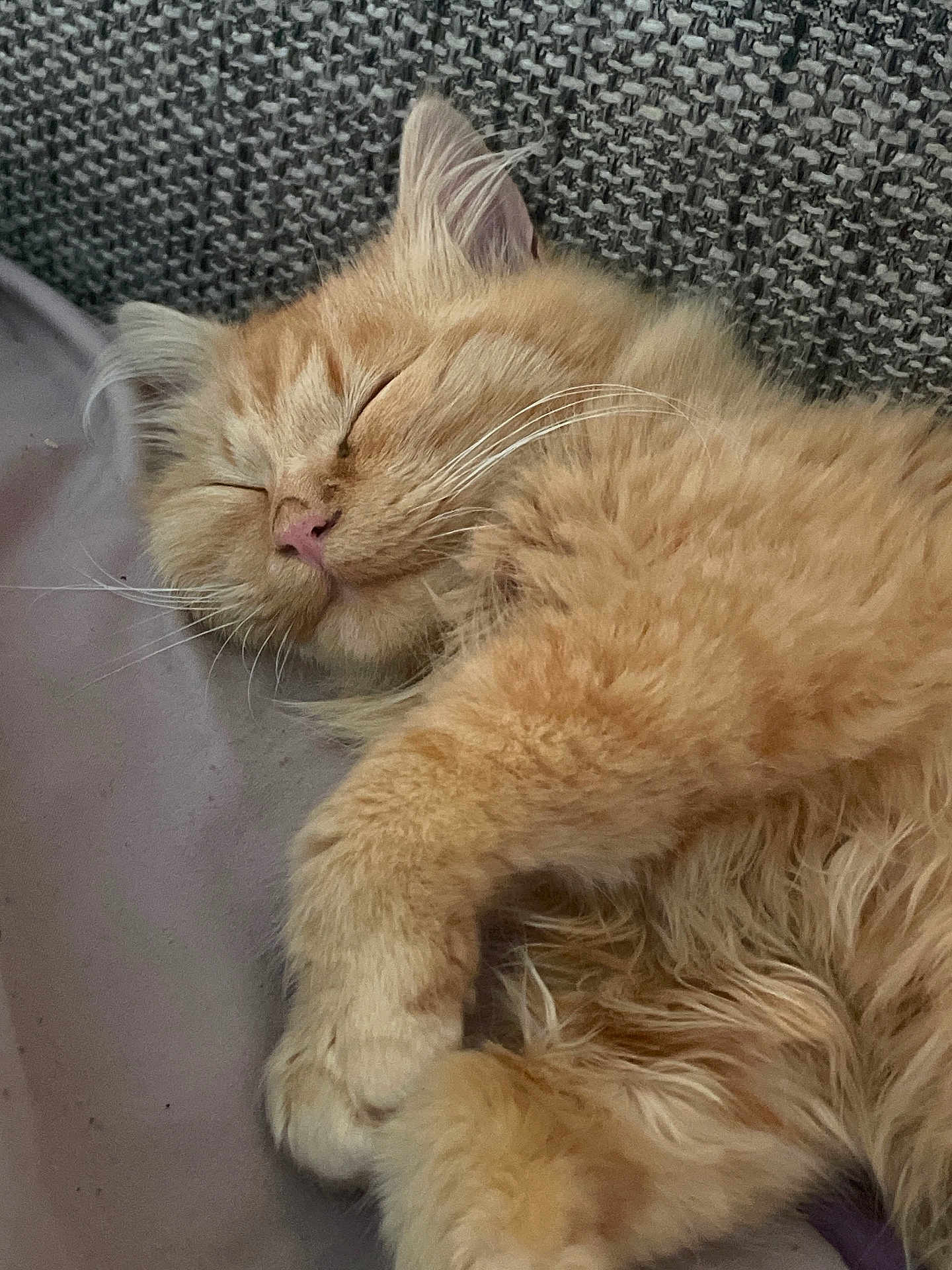 Cahuet participe au concours pour gagner de l'argent avec cette photo : cat, orange_cat, sleeping, fluffy, pet, closeup, whiskers, paw, fur, relaxed, indoor, cozy, cute, animal, resting, domestic_cat, mammal, feline, soft, calm