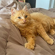 Cahuet a rejoint le concours — aidez-le/la à gagner de superbes lots ! cat, orange_cat, pet, feline, fluffy, relaxed, bed, blanket, quilt, indoor, home, cozy, fur, whiskers, ears, paws, resting, looking, cute, animal