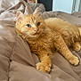 animal, bed, blanket, cat, cozy, cute, ears, feline, fluffy, fur, home, indoor, looking, orange_cat, paws, pet, quilt, relaxed, resting, whiskers