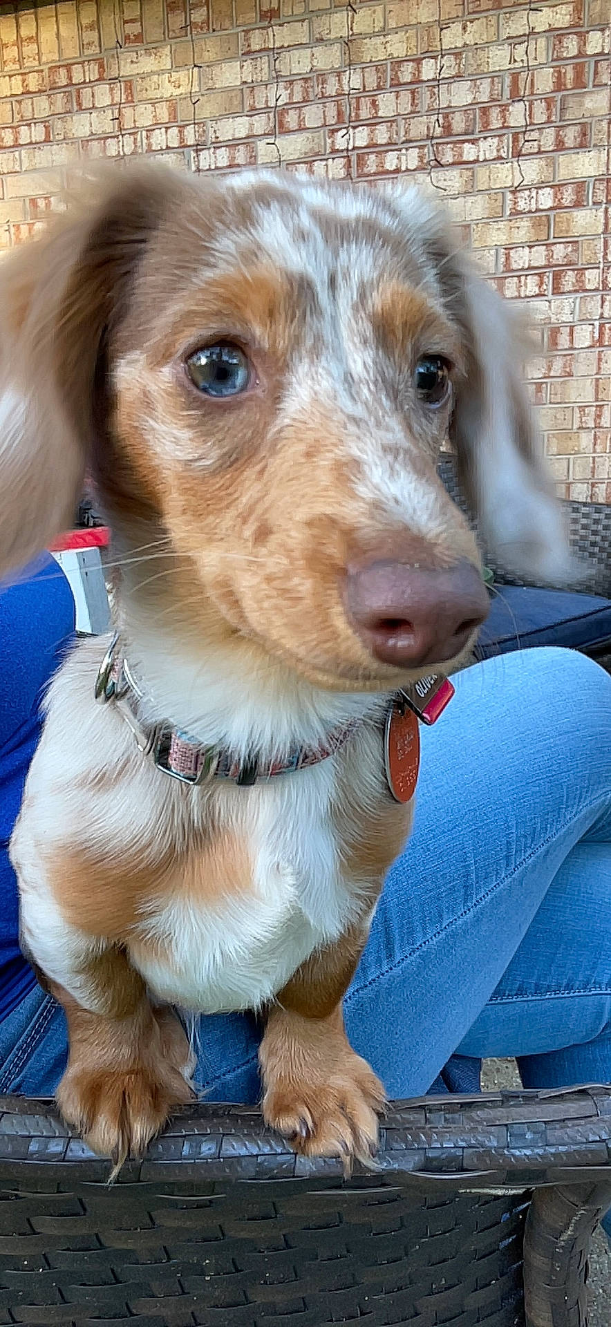 Oliver joined the competition — help win amazing prizes! brickwork, canidae, carnivore, circle, collar, companion_dog, dog, dog_breed, dog_collar, fawn, fur, hunting_dog, leash, liver, pet_supply, snout, sporting_group, whiskers, working_animal, working_dog