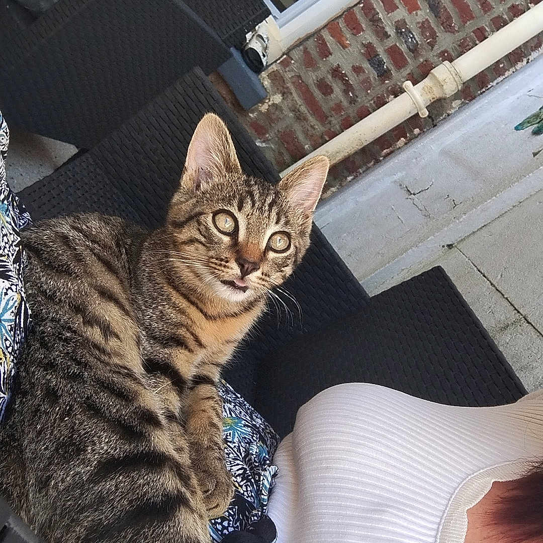 Bruno a rejoint le concours — aidez-le/la à gagner de superbes lots ! animal, architecture, brick, building, cat, chair, city, couch, face, furniture, head, house, housing, kitten, manx, person, pet, photography, porch, portrait