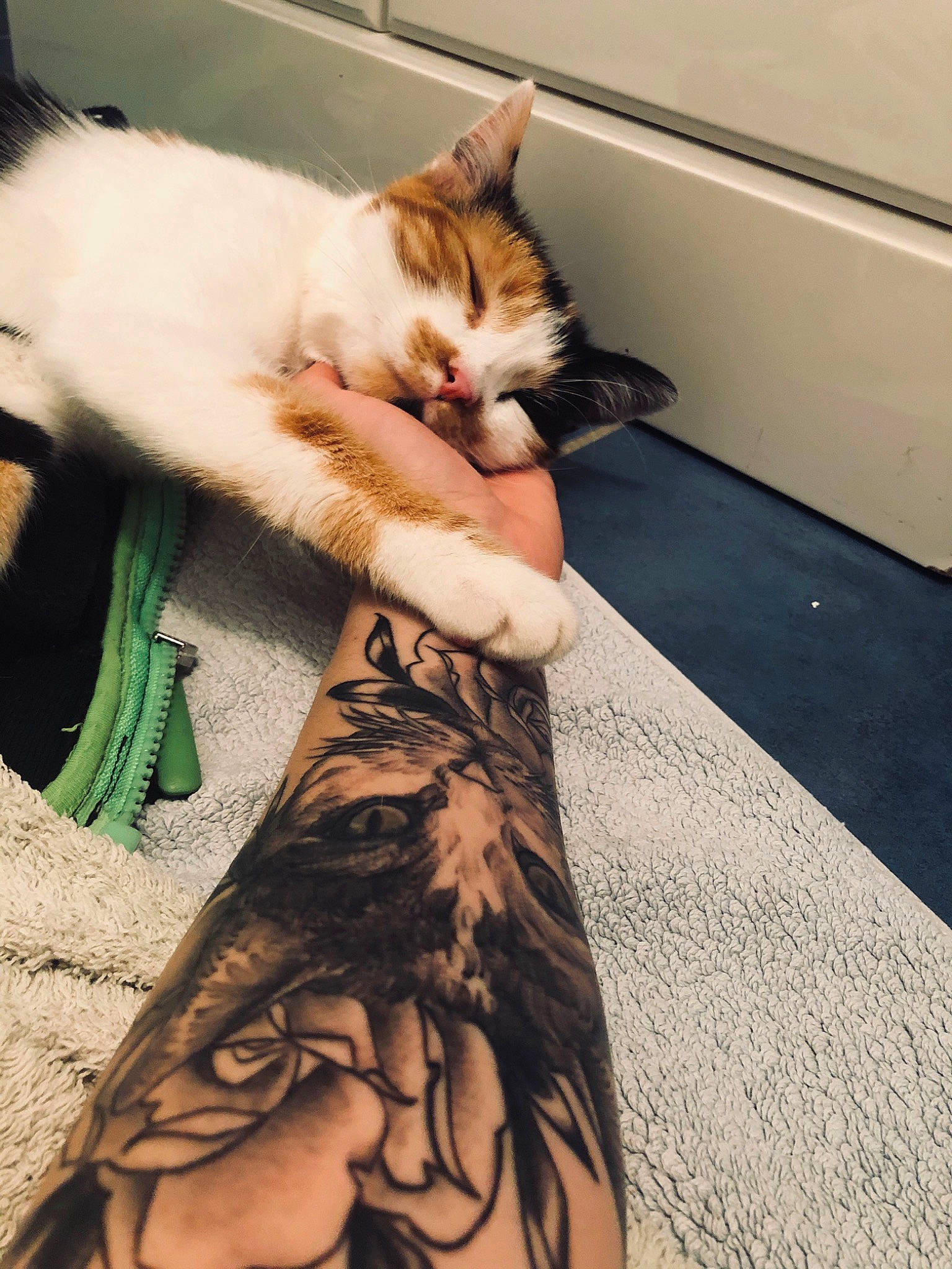 Olympe participe au concours pour gagner de l'argent avec cette photo : aegean_cat, arm, carnivore, cat, domestic_short_haired_cat, european_shorthair, eye, felidae, fur, hand, human_leg, kitten, leg, polydactyl_cat, small_to_medium_sized_cats, tabby_cat, tail, tattoo, turkish_van, whiskers