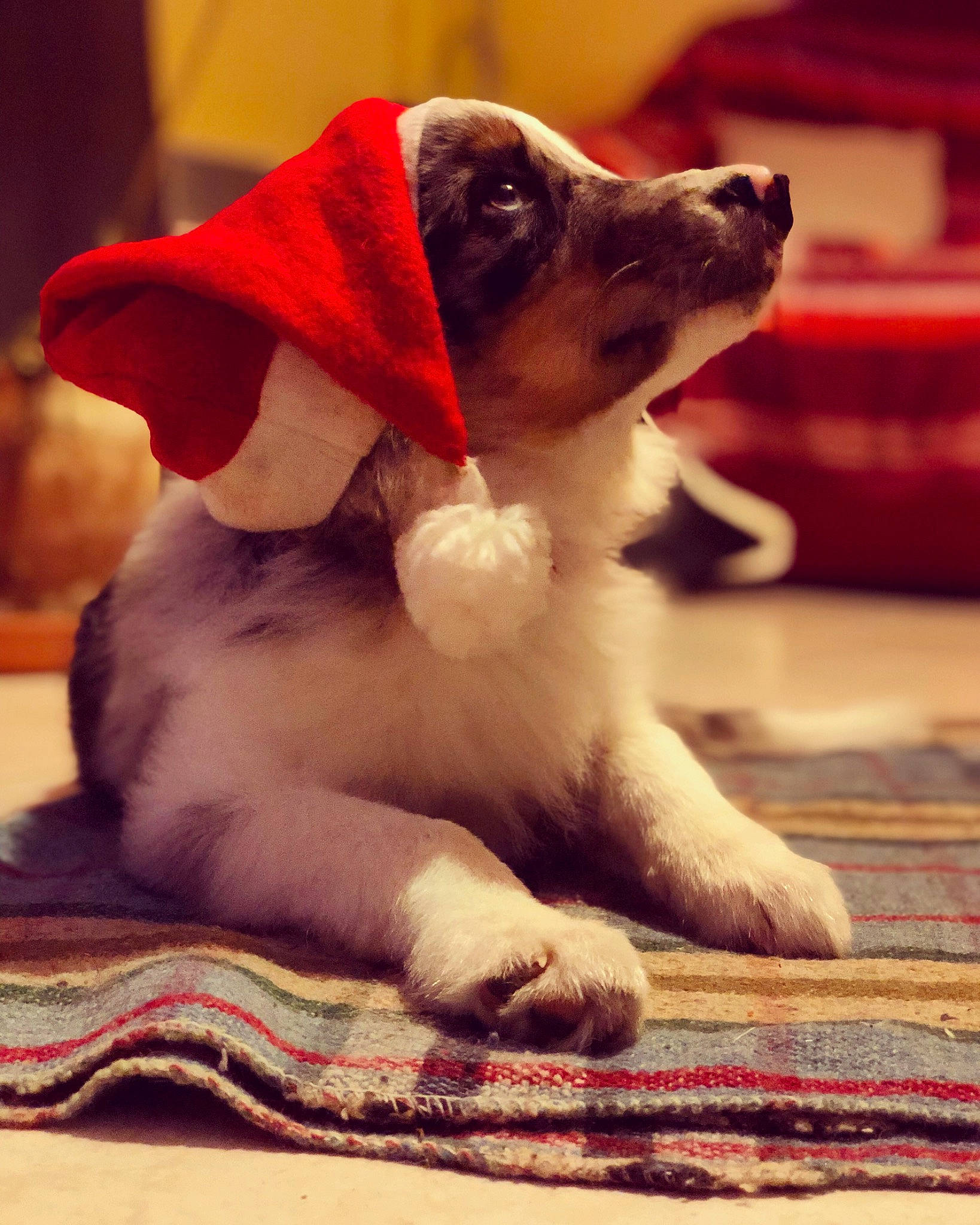 Ofac a rejoint le concours — aidez-le/la à gagner de superbes lots ! canidae, carnivore, companion_dog, dog, dog_breed, fox_terrier, jack_russell_terrier, mammal, parson_russell_terrier, paw, puppy, puppy_love, russell_terrier, snout, sporting_group, vertebrate