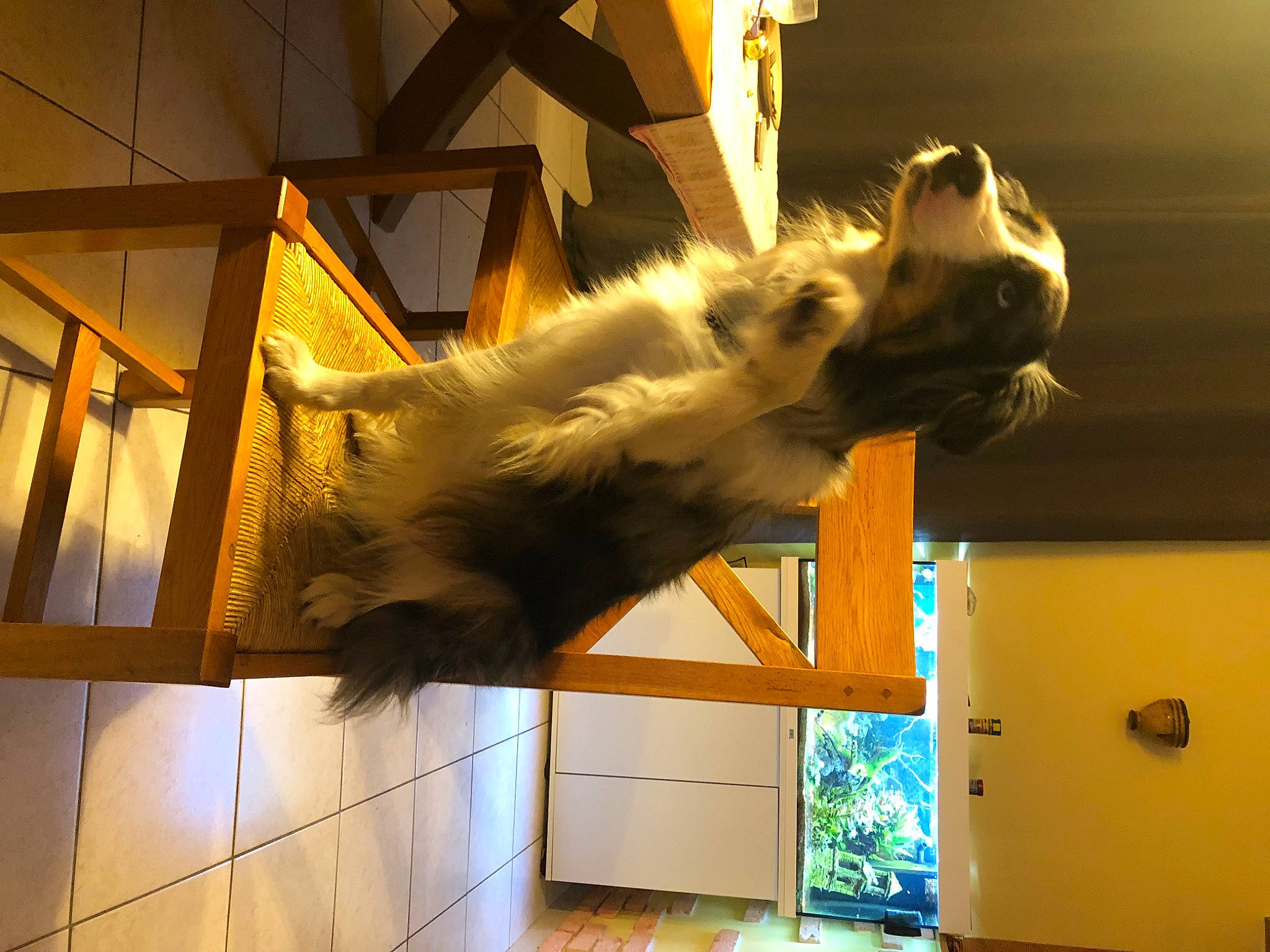 Ofac participe au concours pour gagner de l'argent avec cette photo : carnivore, cat, ceiling, felidae, house, interior_design, kitten, light, lighting, ragdoll, room, small_to_medium_sized_cats, sunlight, whiskers, window