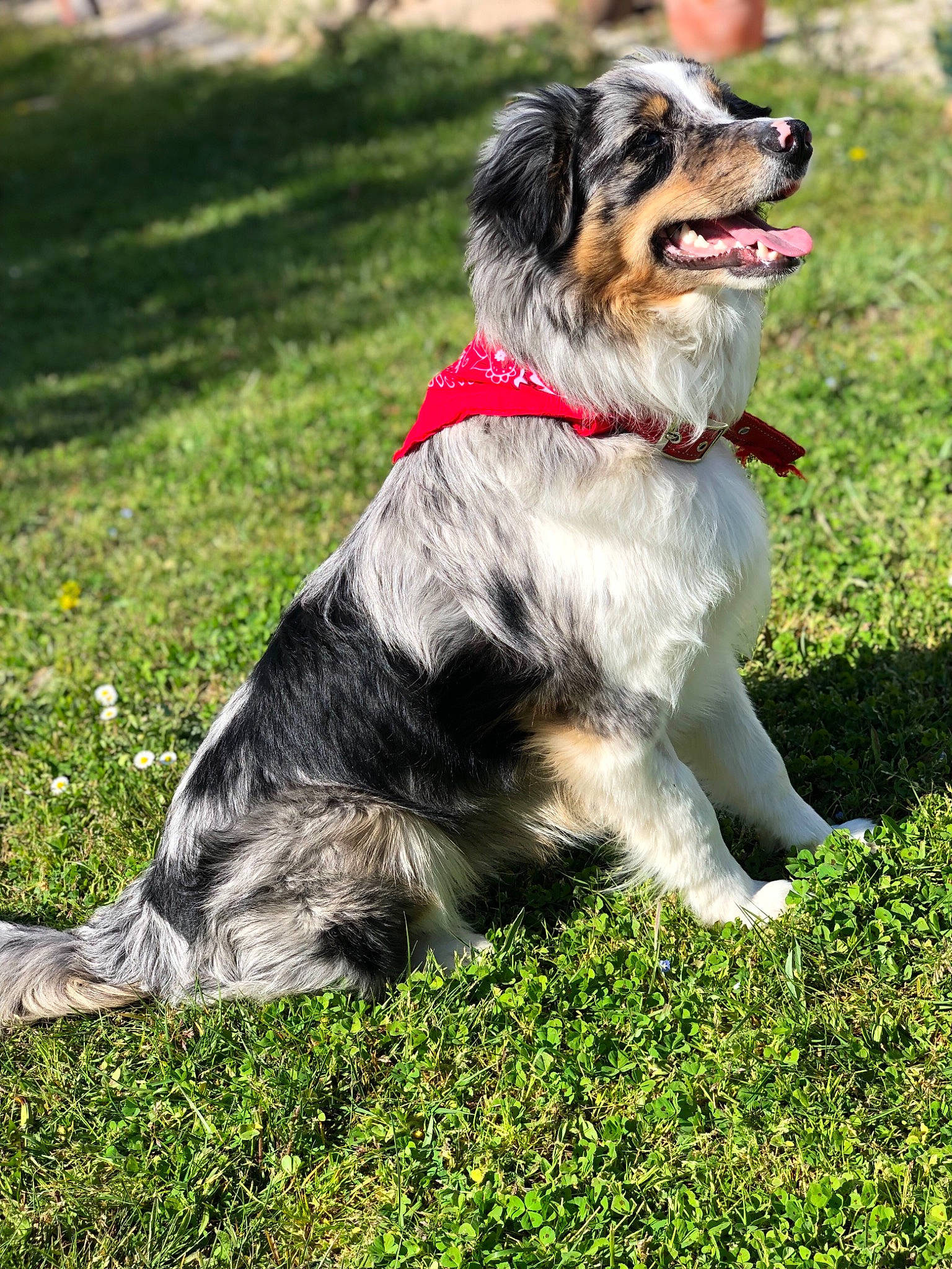 Ofac a rejoint le concours — aidez-le/la à gagner de superbes lots ! australian_shepherd, canidae, carnivore, companion_dog, dog, dog_breed, english_shepherd, grass, mammal, miniature_australian_shepherd, rare_breed_dog, sporting_group, vertebrate, working_dog