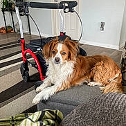 Emily joined the competition — help win amazing prizes! dog, pet, brown, white, fluffy, ottoman, walker, living_room, carpet, striped, furniture, blanket, cushion, door, plant, indoor, resting, calm, household, relaxing