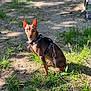 Vinny is registered to the contest to win money with this photo: alert, animal, brown_dog, canine, companion, dirt, dog, ears, grass, greenery, harness, leash, nature, outdoor, pet, portrait, shadow, sitting, small_dog, sunlight
