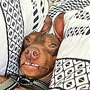 Vinny is registered to the contest to win money with this photo: animal, brown_dog, close_up, collar, cozy, cushion, cute, dog, ear, funny_expression, indoor, patterned_fabric, pet, portrait, relaxed, resting, sleepy, snout, teeth, texture