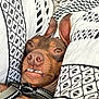 animal, brown_dog, close_up, collar, cozy, cushion, cute, dog, ear, funny_expression, indoor, patterned_fabric, pet, portrait, relaxed, resting, sleepy, snout, teeth, texture