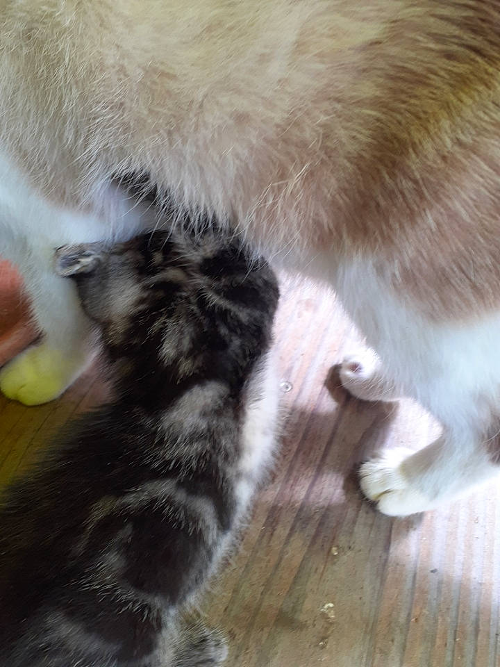 Reglisse participe au concours pour gagner de l'argent avec cette photo : canidae, carnivore, cat, claw, fawn, felidae, fur, paw, small_to_medium_sized_cats, snout, tail, whiskers