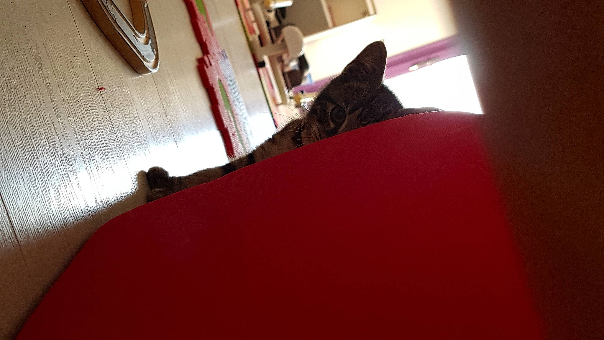 Reglisse a rejoint le concours — aidez-le/la à gagner de superbes lots ! black, black_cat, carnivore, cat, domestic_short_haired_cat, felidae, kitten, red, room, small_to_medium_sized_cats, whiskers