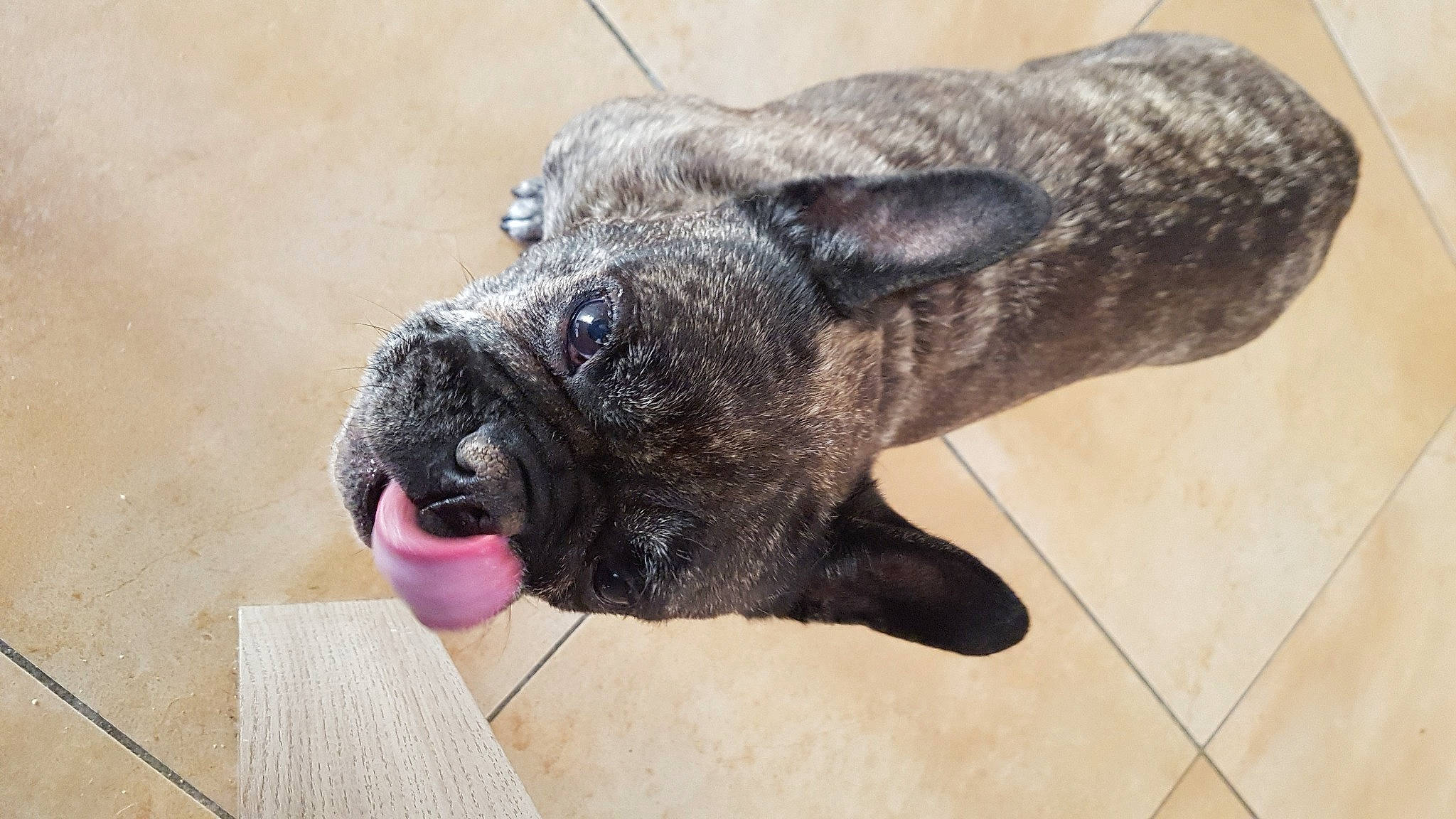 Galice a rejoint le concours — aidez-le/la à gagner de superbes lots ! canidae, carnivore, dog, dog_breed, ear, fawn, french_bulldog, non_sporting_group, snout