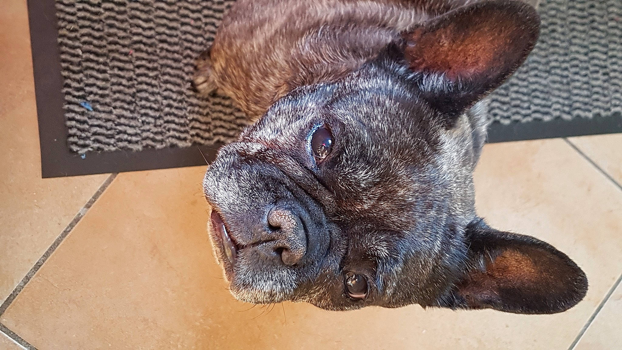 Galice a rejoint le concours — aidez-le/la à gagner de superbes lots ! canidae, carnivore, dog, dog_breed, fawn, french_bulldog, mammal, non_sporting_group, nose, snout, vertebrate