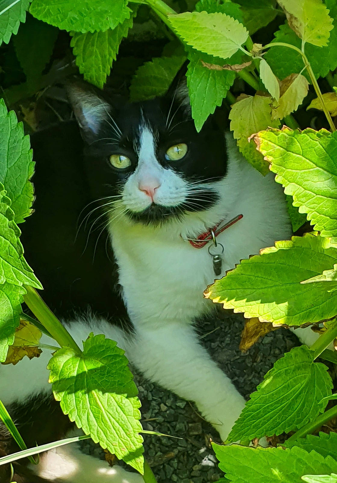 Mystic a rejoint le concours — aidez-le/la à gagner de superbes lots ! botany, carnivore, cat, domestic_short_haired_cat, felidae, flowering_plant, fur, grass, green, groundcover, leaf, plant, shrub, small_to_medium_sized_cats, snout, tail, terrestrial_animal, terrestrial_plant, tree, whiskers