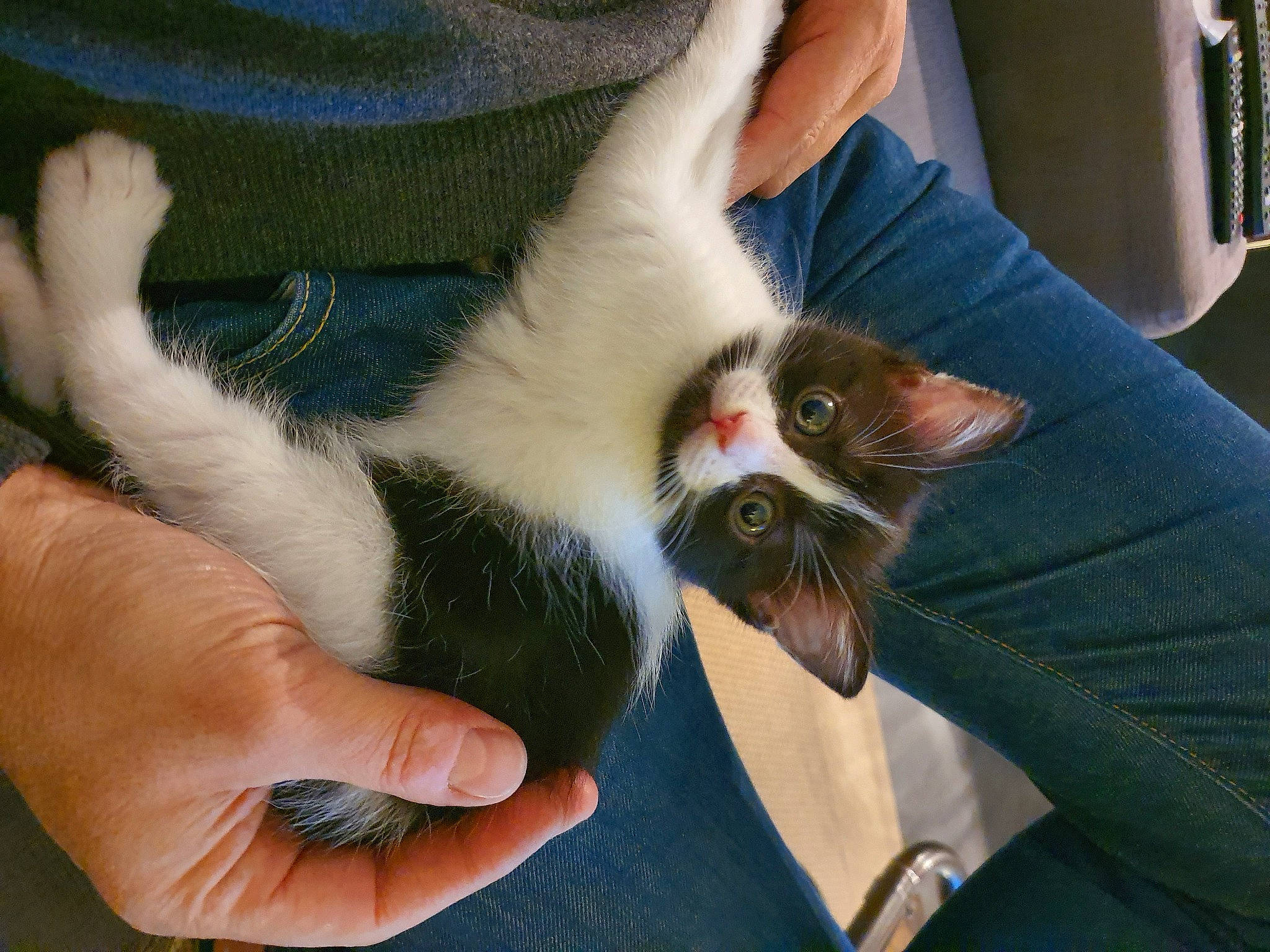 Mystic participe au concours pour gagner de l'argent avec cette photo : carnivore, cat, claw, comfort, companion_dog, felidae, finger, fur, gesture, hand, human_leg, lap, nail, paw, small_to_medium_sized_cats, snout, tail, thumb, whiskers, wrist