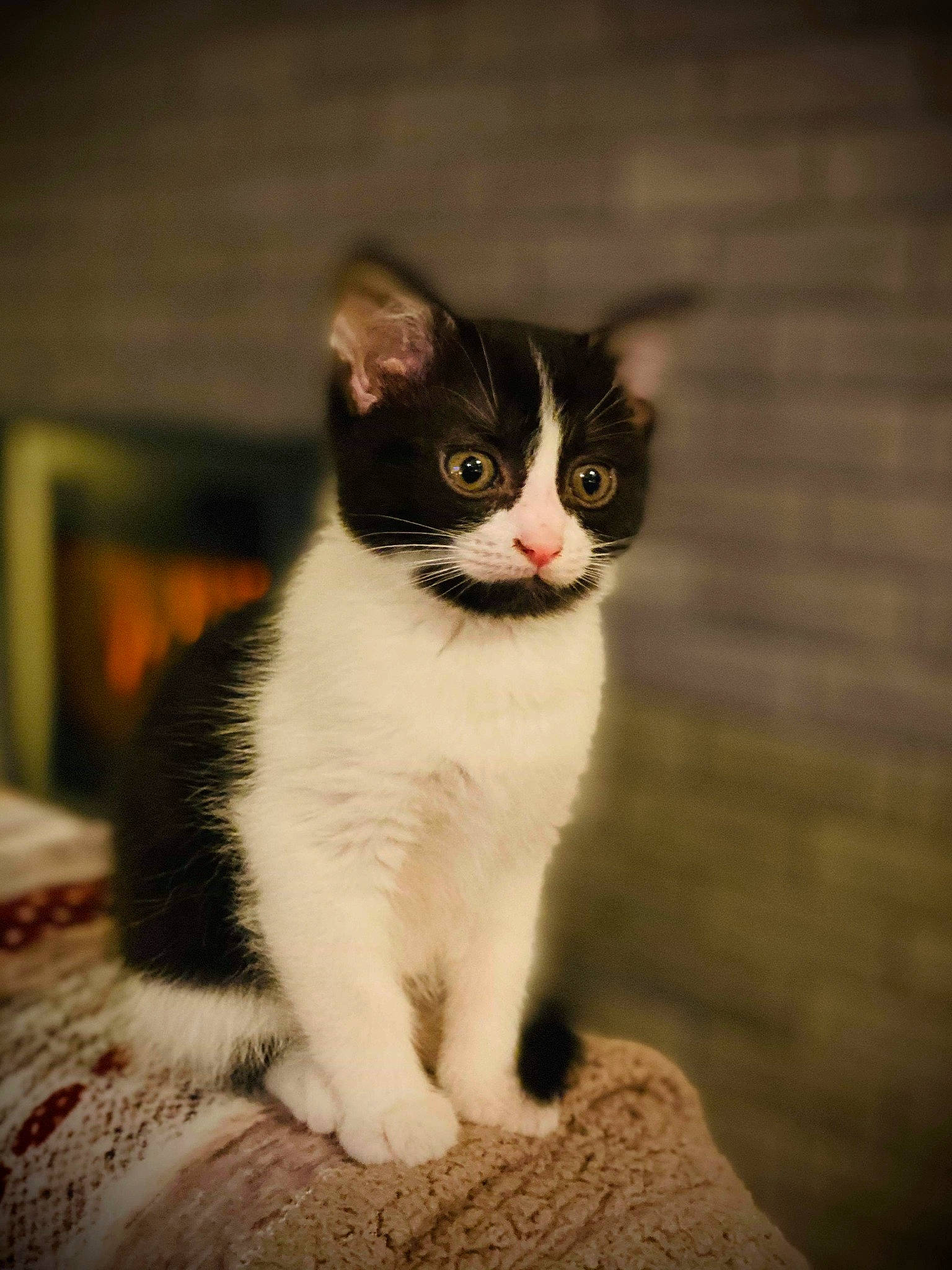 Mystic participe au concours pour gagner de l'argent avec cette photo : carnivore, cat, domestic_short_haired_cat, eye, felidae, formal_wear, fur, grey, human_body, monochrome_photography, paw, sitting, small_to_medium_sized_cats, snout, stairs, tail, terrestrial_animal, whiskers, window, wood