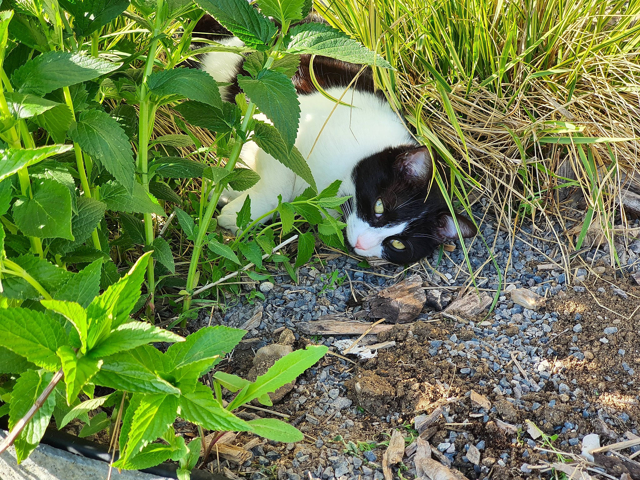 Mystic participe au concours pour gagner de l'argent avec cette photo : annual_plant, botany, carnivore, cat, dog_breed, felidae, grass, groundcover, herb, herbaceous_plant, leaf, plant, shrub, small_to_medium_sized_cats, soil, subshrub, tail, terrestrial_animal, terrestrial_plant, wildlife