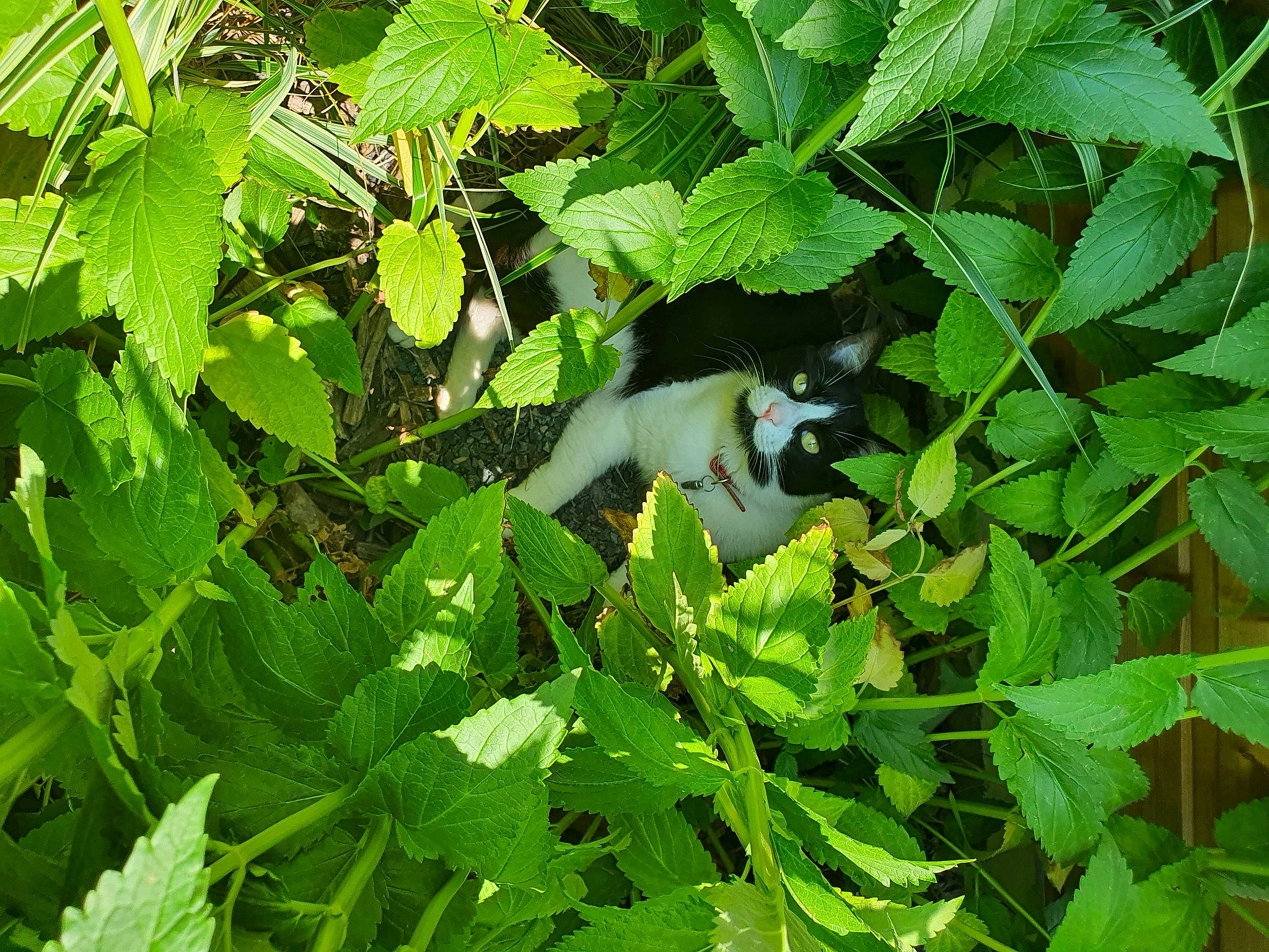 Mystic participe au concours pour gagner de l'argent avec cette photo : botany, branch, carnivore, cat, felidae, flowering_plant, grass, groundcover, leaf, plant, shrub, small_to_medium_sized_cats, subshrub, tail, terrestrial_animal, terrestrial_plant, tree, twig, vertebrate, woody_plant