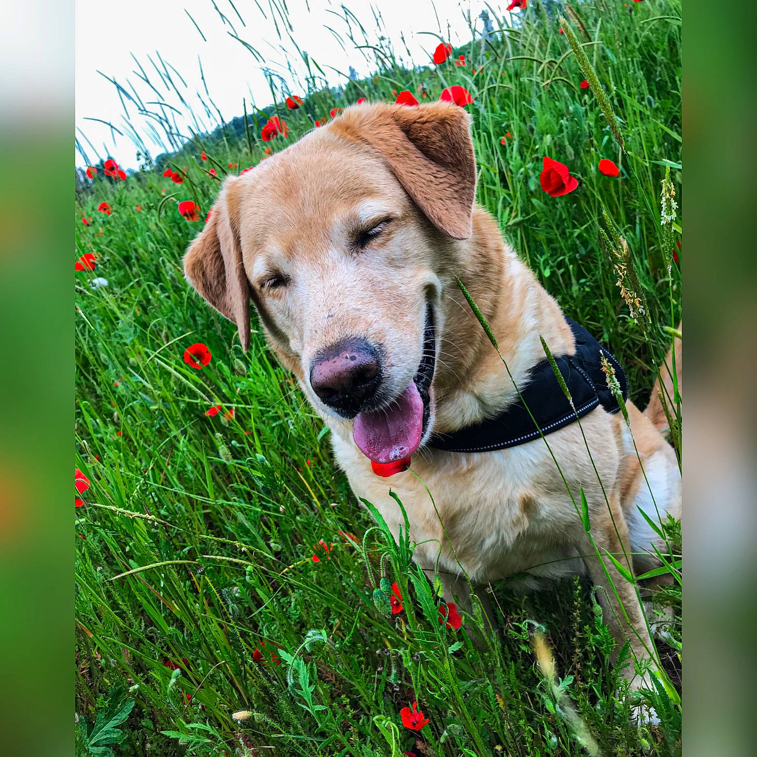 Monster a rejoint le concours — aidez-le/la à gagner de superbes lots ! carnivore, collar, companion_dog, dog, dog_breed, dog_collar, fawn, flower, grass, grass_family, grassland, leash, meadow, natural_landscape, nature, people_in_nature, pet_supply, plant, snout, whiskers