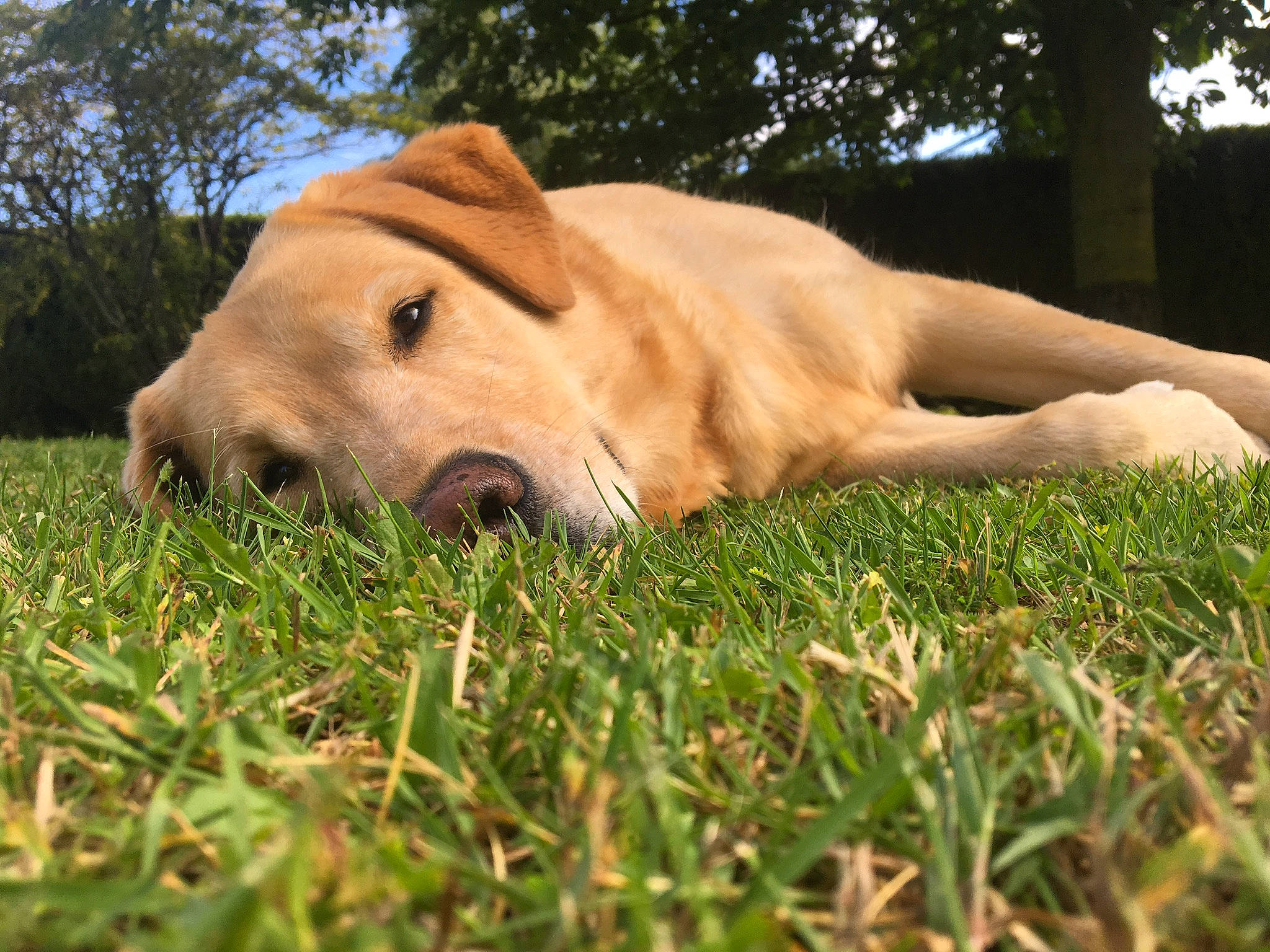 Monster participe au concours pour gagner de l'argent avec cette photo : carnivore, companion_dog, dog, dog_breed, fawn, grass, grass_family, grassland, lawn, pasture, people_in_nature, plant, prairie, snout, terrestrial_animal, tree, whiskers, wildlife, wood, working_animal