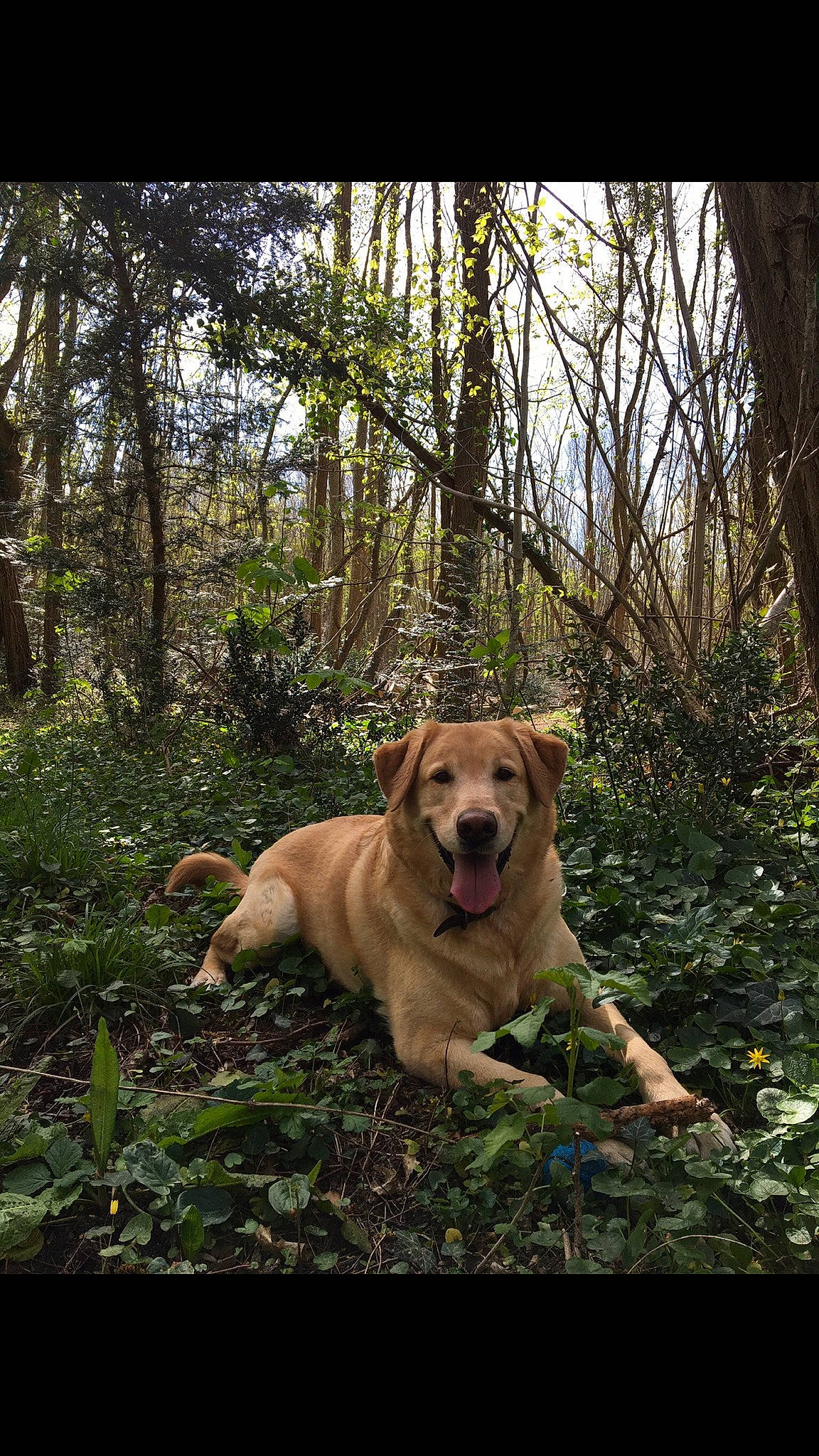 Monster a rejoint le concours — aidez-le/la à gagner de superbes lots ! canidae, carnivore, companion_dog, dog, dog_breed, fawn, forest, grass, gun_dog, natural_landscape, people_in_nature, plant, retriever, sporting_group, tree, walking, wilderness, wood, woodland, working_animal