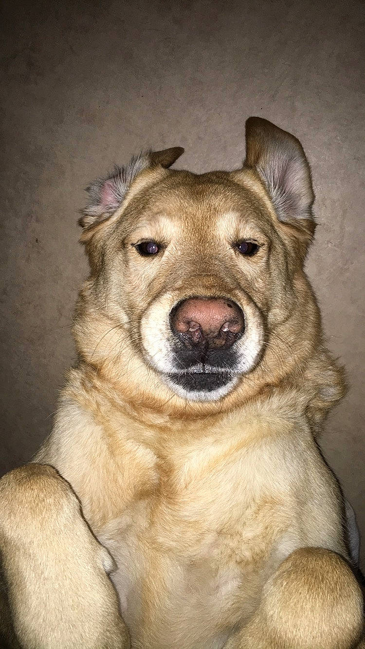 Monster participe au concours pour gagner de l'argent avec cette photo : ancient_dog_breeds, canidae, carnivore, companion_dog, dog, dog_breed, event, fang, fawn, felidae, fur, guard_dog, jaw, snout, sporting_group, terrestrial_animal, whiskers, wildlife, working_animal, working_dog