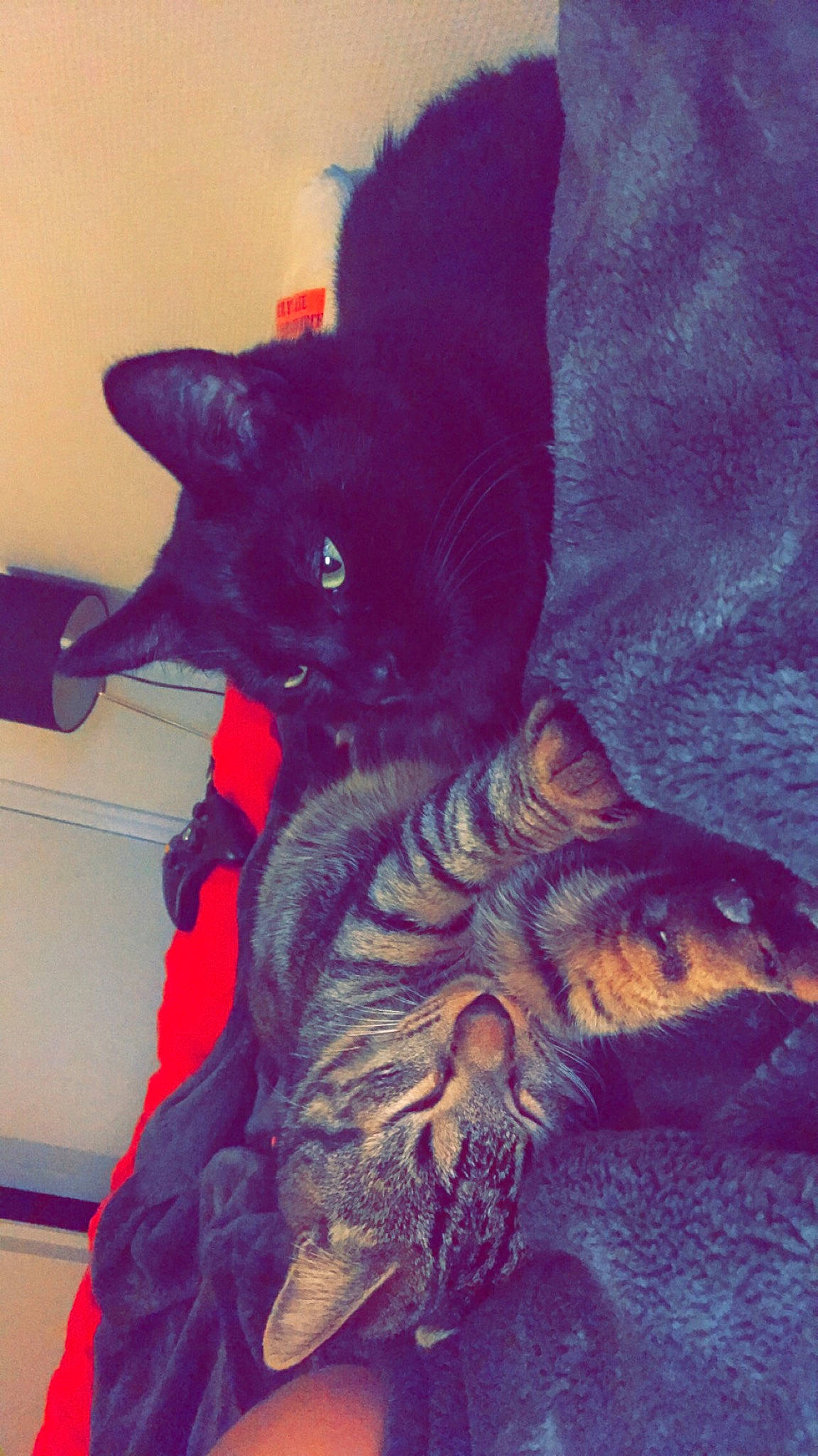 Plume a rejoint le concours — aidez-le/la à gagner de superbes lots ! art, black_cat, carnivore, cat, claw, cloud, comfort, domestic_short_haired_cat, electric_blue, felidae, fur, mammal, paw, plant, small_to_medium_sized_cats, snout, square, tail, vertebrate, whiskers