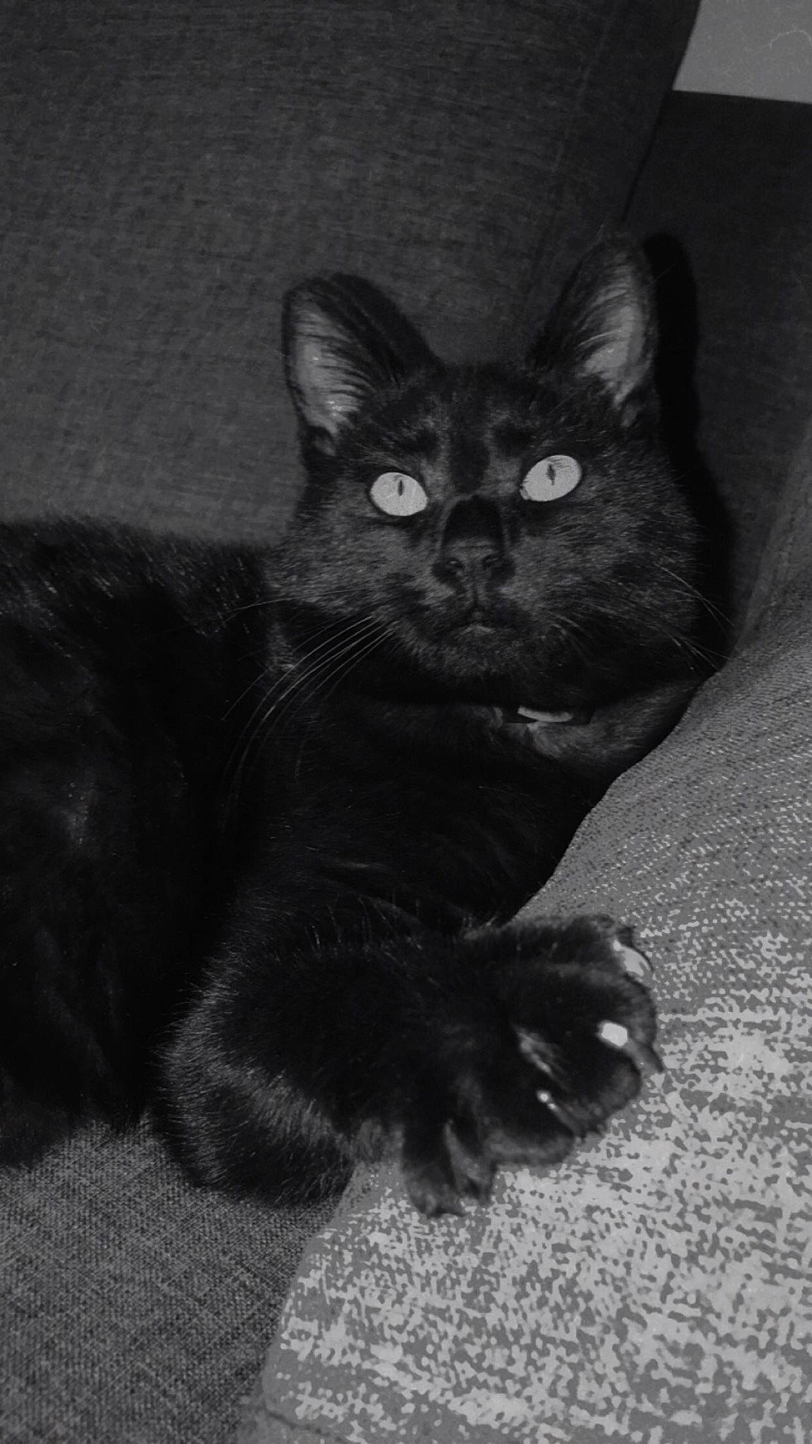 Plume a rejoint le concours — aidez-le/la à gagner de superbes lots ! black_cat, carnivore, cat, claw, darkness, domestic_short_haired_cat, eye, felidae, fur, grey, monochrome, monochrome_photography, paw, sitting, small_to_medium_sized_cats, snout, tail, terrestrial_animal, whiskers
