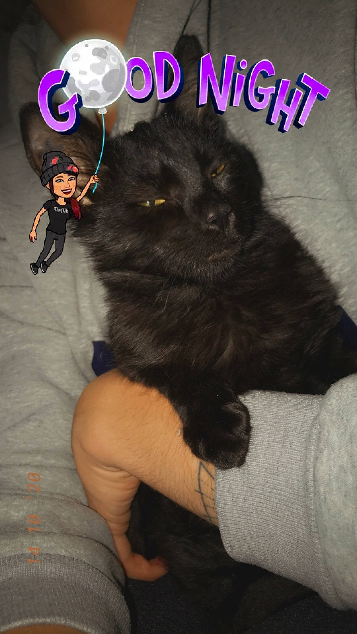 Plume a rejoint le concours — aidez-le/la à gagner de superbes lots ! black_cat, bombay, carnivore, cat, companion_dog, dog_breed, fashion_accessory, fawn, felidae, font, fur, gesture, mammal, photo_caption, small_to_medium_sized_cats, tail, terrestrial_animal, thigh, vertebrate, whiskers