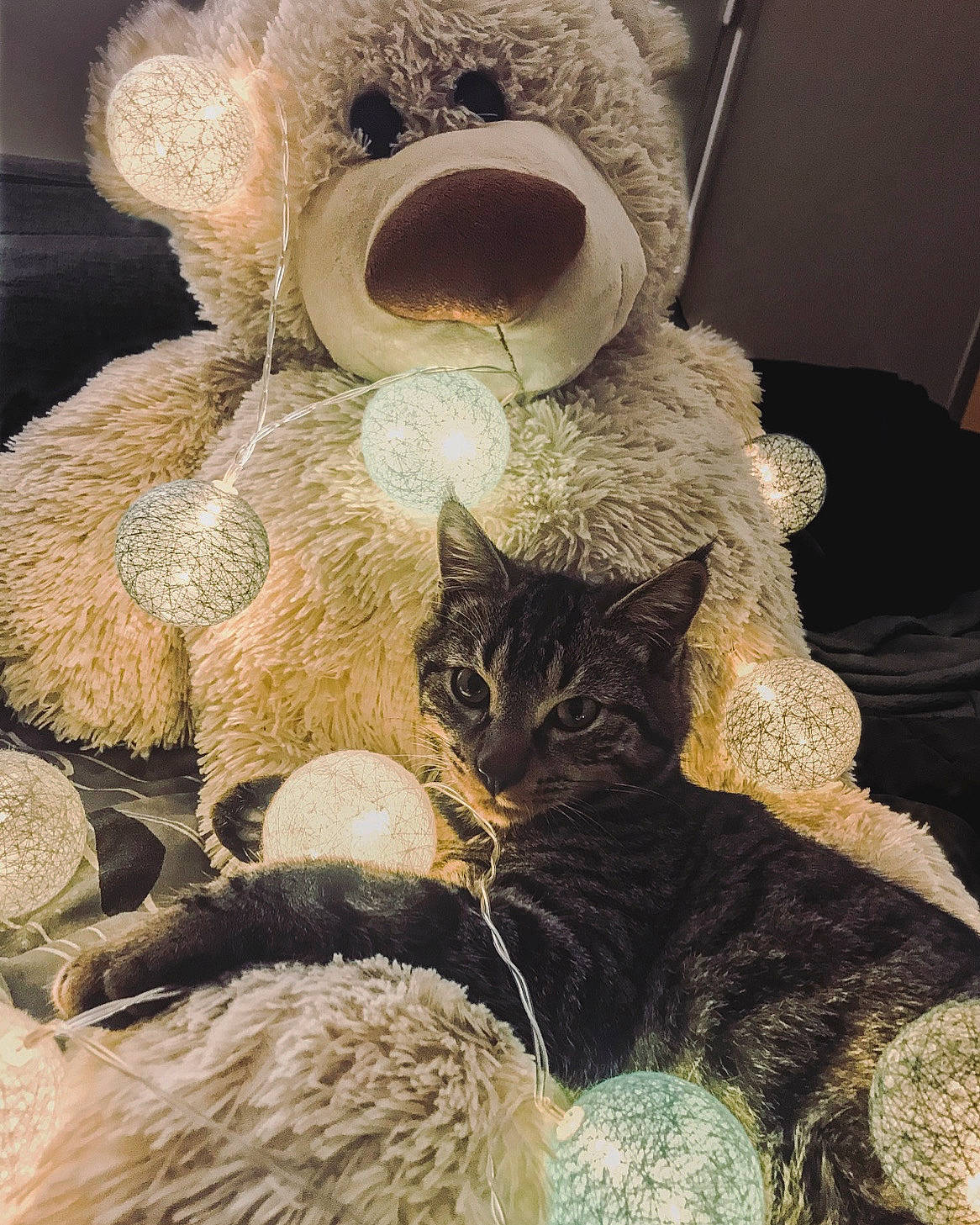 Rasta a rejoint le concours — aidez-le/la à gagner de superbes lots ! art, carnivore, cat, cat_supply, comfort, domestic_short_haired_cat, fashion_accessory, fawn, felidae, fur, linens, room, small_to_medium_sized_cats, snout, stuffed_toy, tail, teddy_bear, textile, toy, whiskers