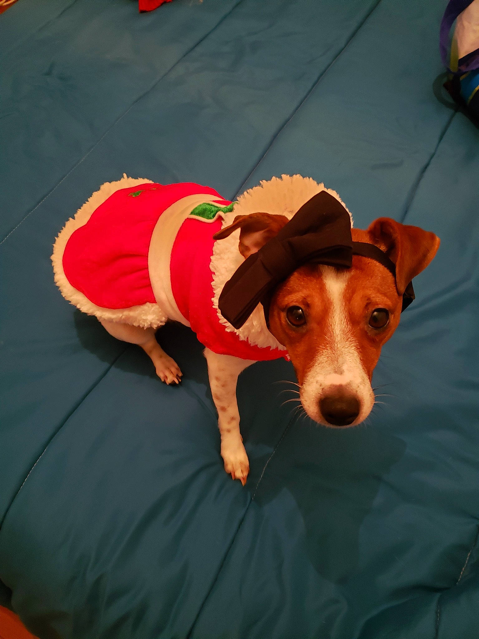 Roxane a rejoint le concours — aidez-le/la à gagner de superbes lots ! canidae, carmine, carnivore, collar, companion_dog, costume_hat, dog, dog_breed, dog_clothes, dog_supply, fashion_accessory, fawn, flooring, fur, orange, pet_supply, sporting_group, working_animal