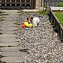 animal, brown_and_white, cute, daytime, dog, fence, garden, gate, grass, nature, outdoor, pathway, pebbles, pet, playful, plush_toy, resting, small_dog, summer, toy