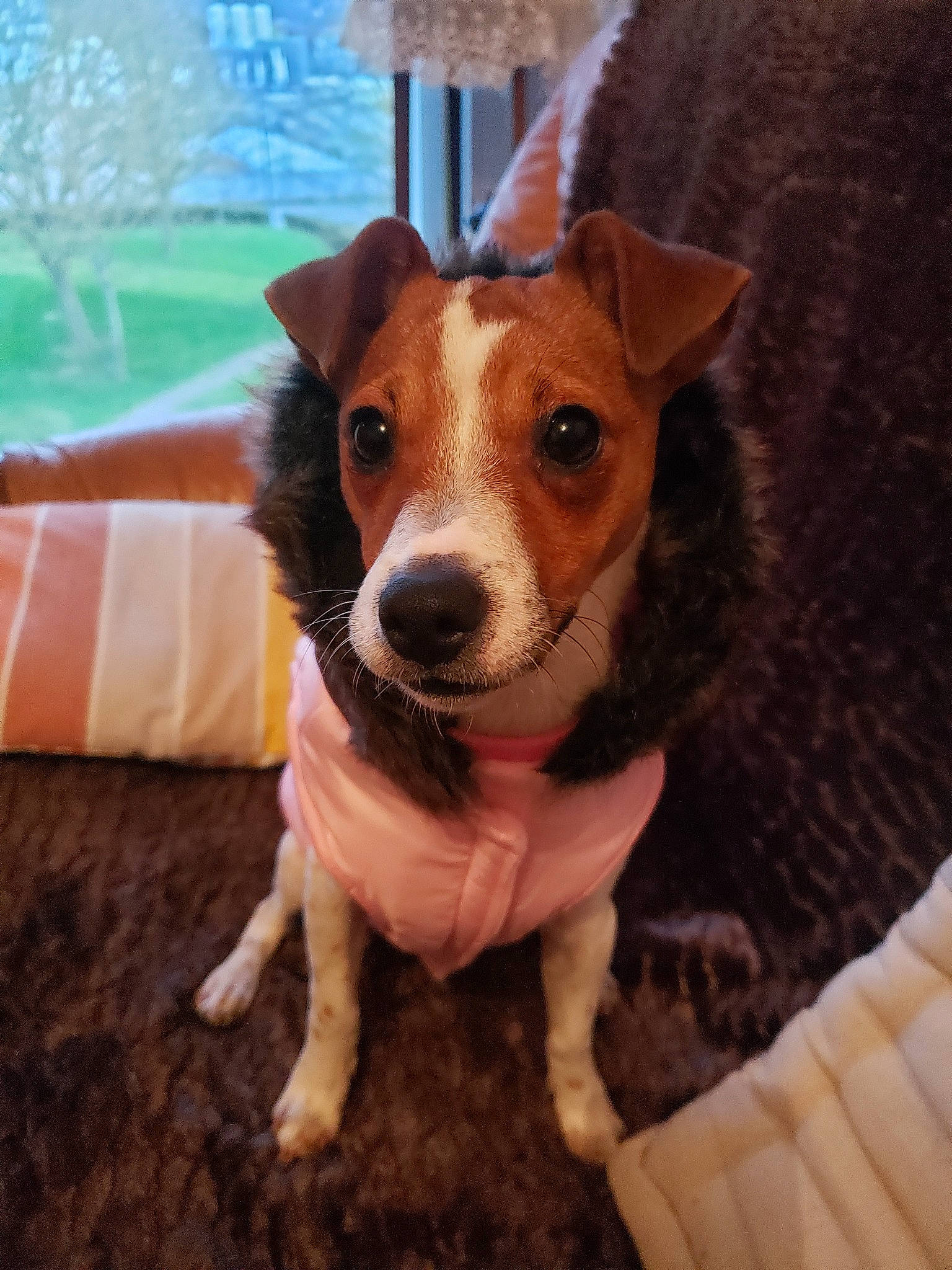 Roxane a rejoint le concours — aidez-le/la à gagner de superbes lots ! ancient_dog_breeds, canidae, carnivore, collar, companion_dog, couch, dog, dog_breed, dog_supply, fawn, irishjacks, puppy, small_terrier, snout, sporting_group, terrier, whiskers, wood, working_animal