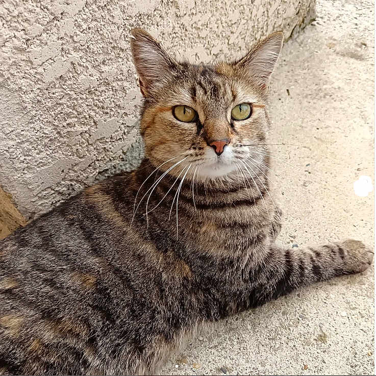 Moustique a rejoint le concours — aidez-le/la à gagner de superbes lots ! abyssinian, angora, animal, architecture, building, cat, egyptiancat, kitten, manx, pet, wall