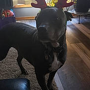 Gigi is registered to the contest to win money with this photo: animal, antlers, black_dog, canine, carpet, christmas, christmas_lights, decorations, dog, domestic_animal, festive, holiday, holiday_decor, indoor, leather_chair, living_room, pet, plant, reindeer_antlers, wood_floor