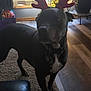 animal, antlers, black_dog, canine, carpet, christmas, christmas_lights, decorations, dog, domestic_animal, festive, holiday, holiday_decor, indoor, leather_chair, living_room, pet, plant, reindeer_antlers, wood_floor
