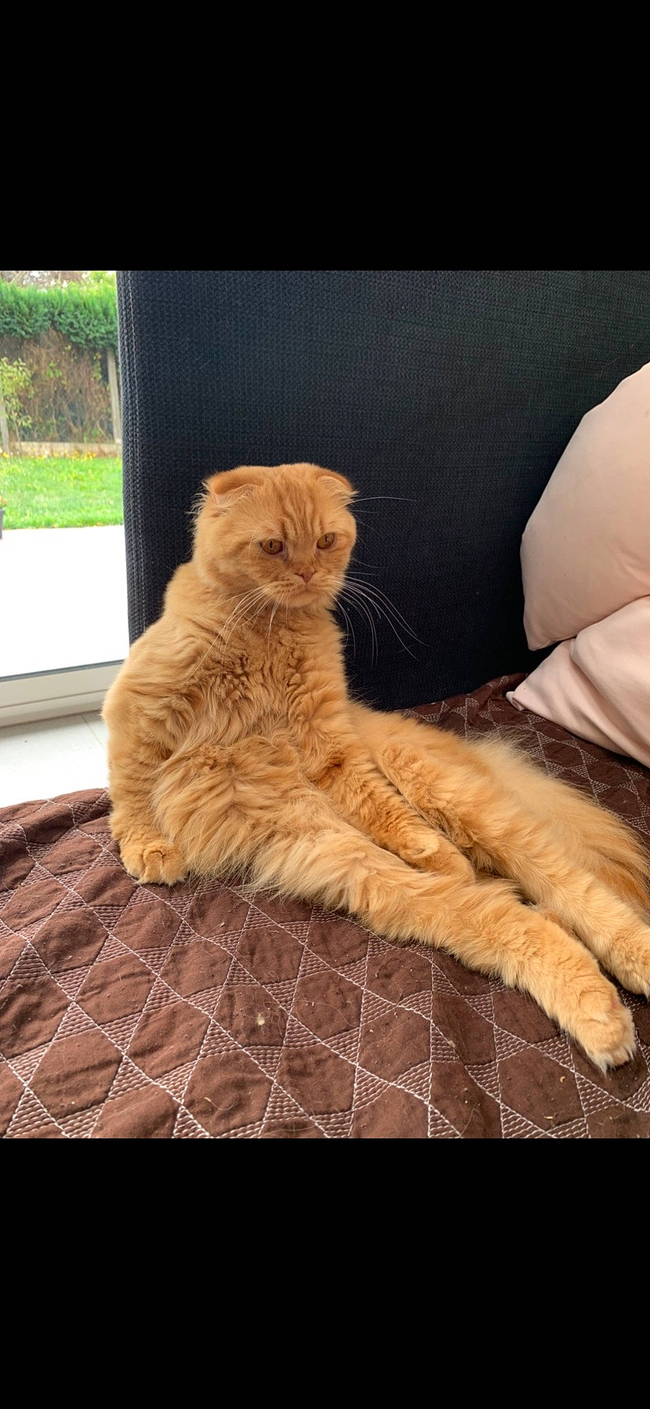 Oscar a rejoint le concours — aidez-le/la à gagner de superbes lots ! carnivore, cat, claw, comfort, domestic_short_haired_cat, fawn, felidae, flooring, fur, hardwood, pattern, paw, plant, small_to_medium_sized_cats, snout, tail, terrestrial_animal, whiskers, window, wood