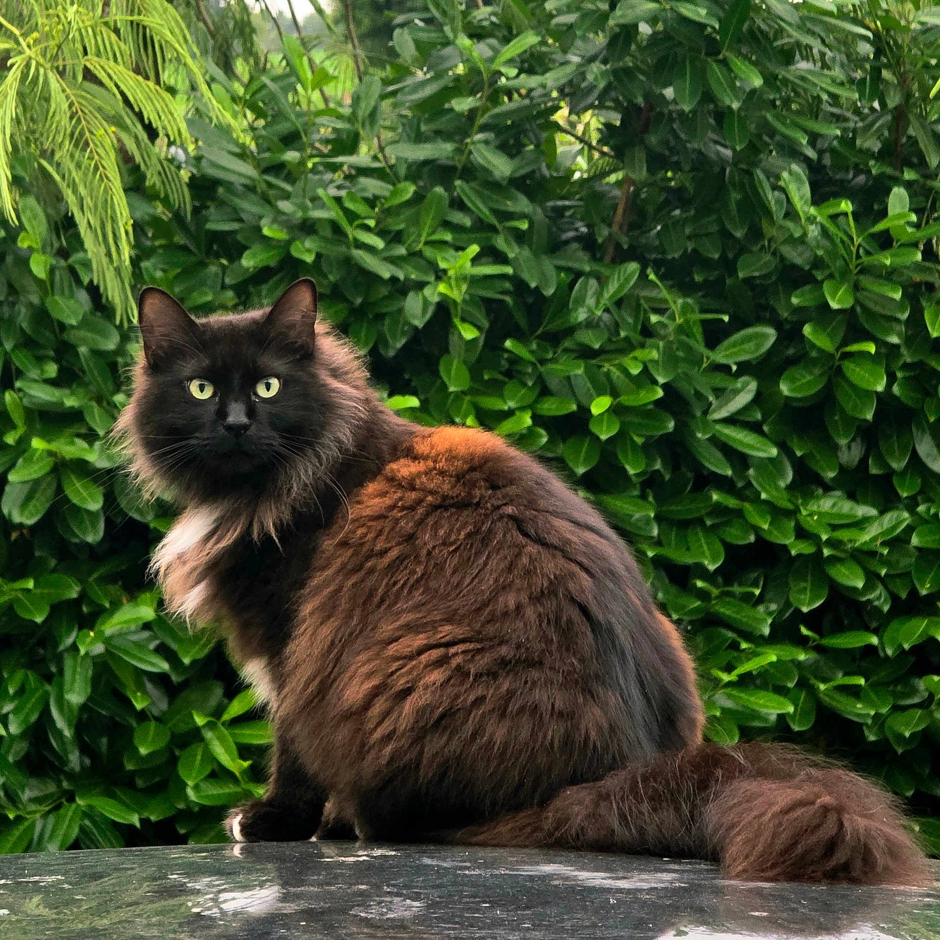 Téa participe au concours pour gagner de l'argent avec cette photo : alert, animal, black_cat, calm, cat, domestic_animal, fluffy, foliage, fur, garden, green_eyes, leafy_background, mammal, nature, outdoor, pet, portrait, sitting, tail, wildlife