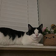 Bebé joined the competition — help win amazing prizes! cat, black_and_white, indoor, window_blind, shelf, plant, woven_basket, crochet, flower, pet, animal, relaxed, feline, cute, face, decor, wood, home, resting, cozy